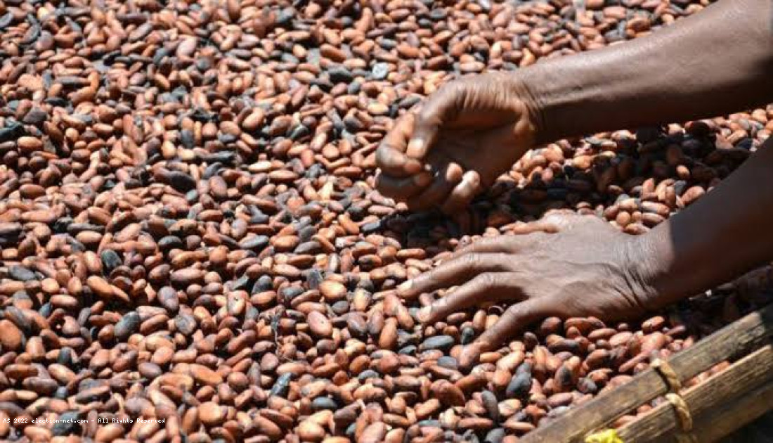 Prix du cacao à la hausse mais les producteurs toujours pauvres
