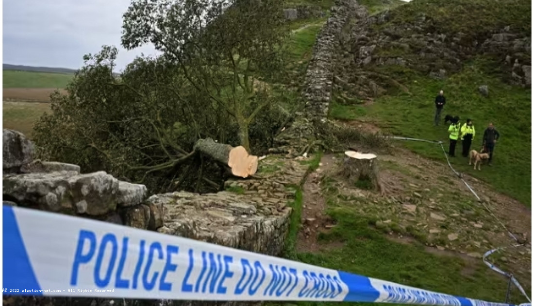 Royaume-Uni : un adolescent de 16 interpellé pour avoir tronçonné un arbre centenaire