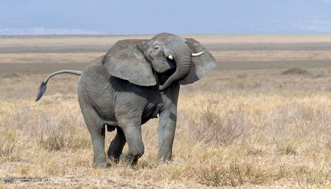 Nord-Kivu : l'ICCN condamne l'abattage d'un éléphant à Binza