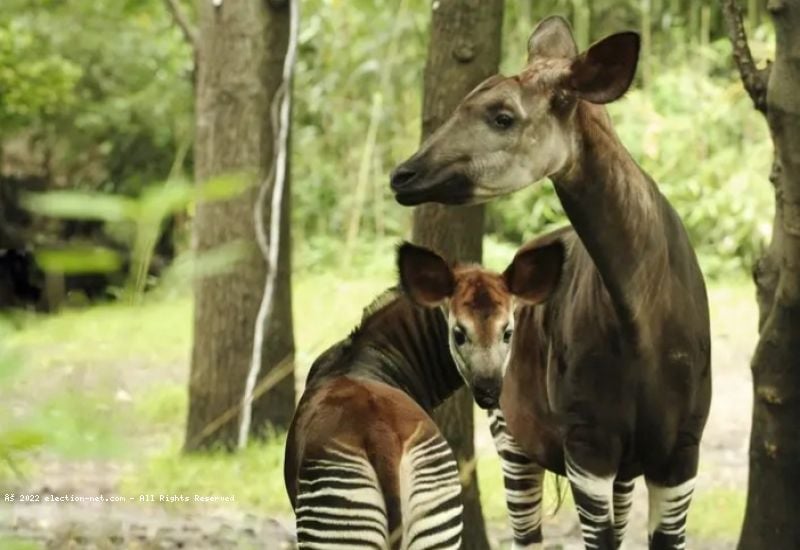 Ituri : les responsables de la Réserve de faune à okapis inquiétés par les ADF