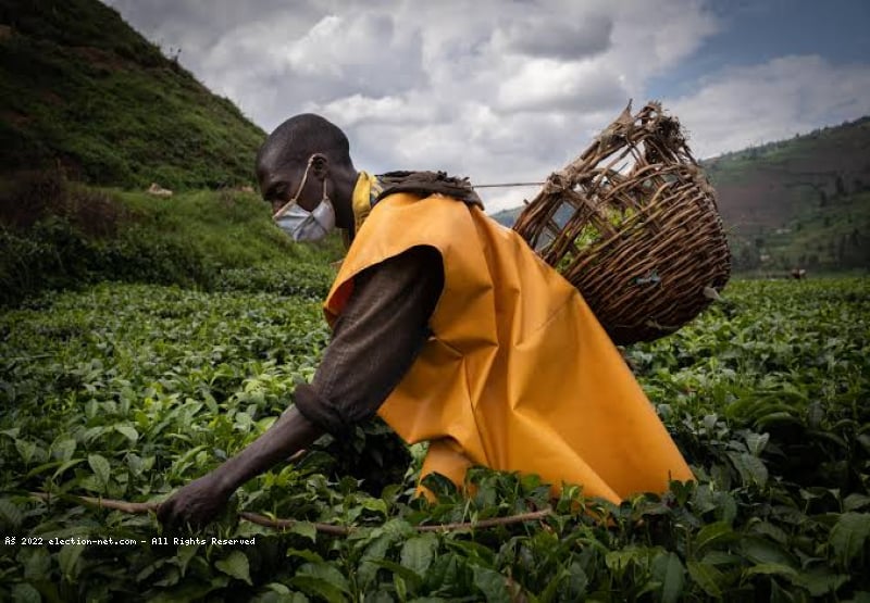 Rwanda : ces inquiétudes des agriculteurs rwandais