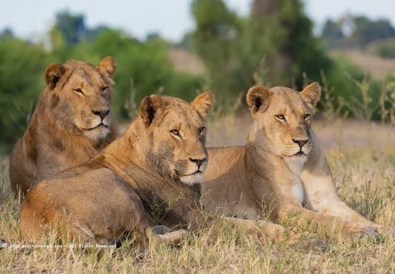 Afrique du Sud : un pas de plus vers l'arrêt de l'élevage des lions en captivité