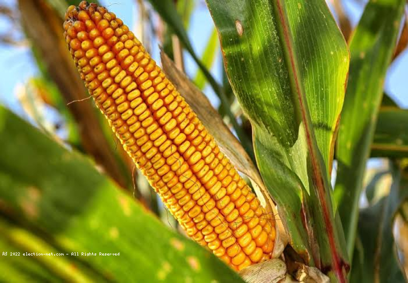 Bénin : interdiction de l'exportation de maïs