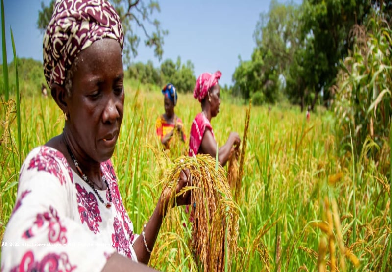 RDC : un prêt de 260 millions USD de la BAD pour renforcer le secteur agricole et ses chaînes de valeur