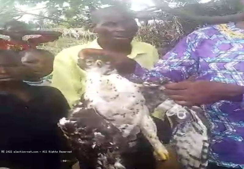 Kasaï-Central : Un aigle maîtrisé à Kambulu, un incident rare suscite l'inquiétude