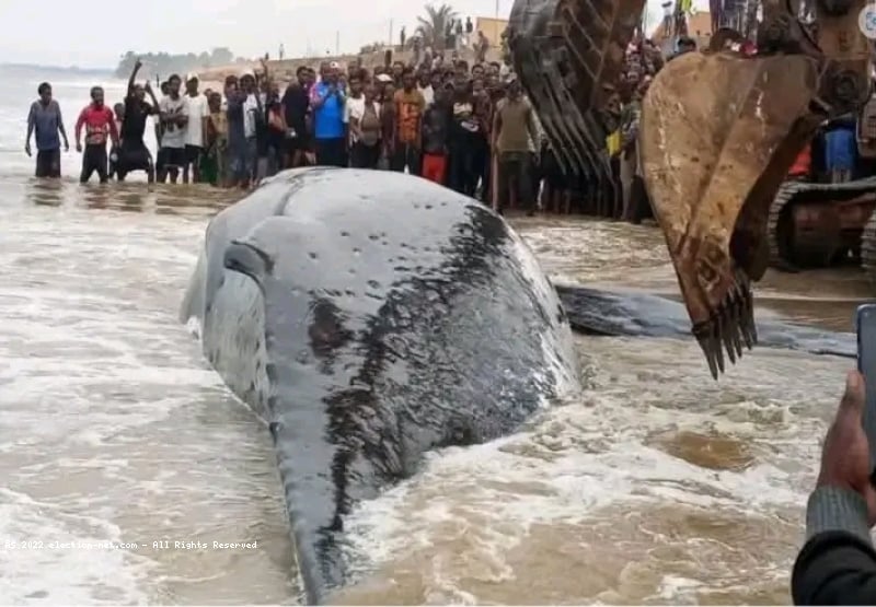Muanda : la baleine échouée sur la côte atlantique n'a pas survécu
