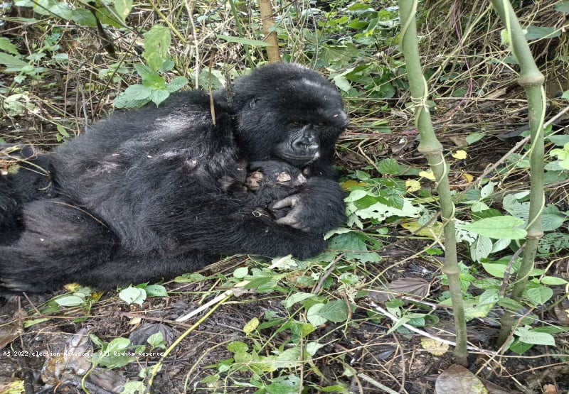 RDC : naissance d'un bébé gorille dans le PNVi, la famille Rugendo s'agrandit
