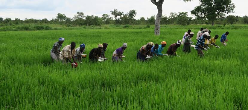 Kinshasa: Deux millions USD pour cultiver le riz dans la commune de Masina
