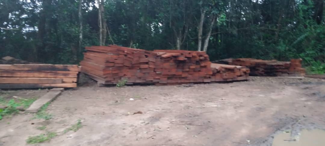 Haut-Uele: la société civile dénonce l'exploitation illicite des bois à Niangara