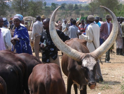 Bas-uele : La DCDBU exige le départ immédiat des éleveurs Mbororo
