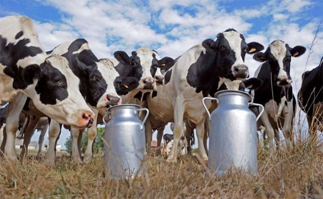 Nord-Kivu : Huit vaches de la population volées par ''des bandits'' à Nyiragongo dans l'espace de six jours