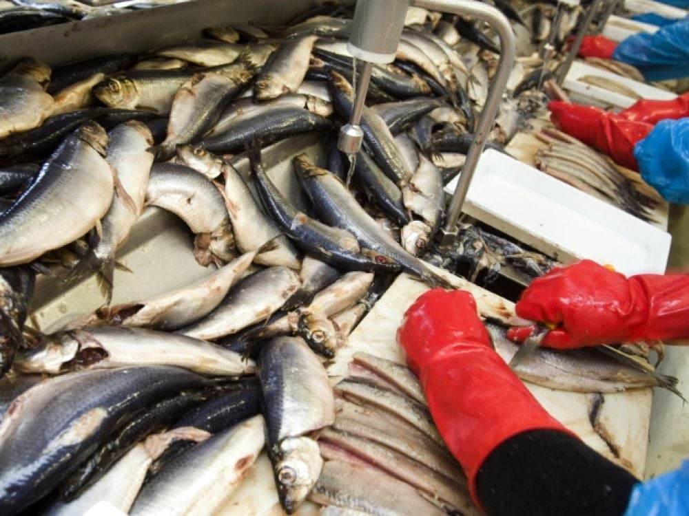 Pénurie de poisson : Les États-Unis ont une énorme solution