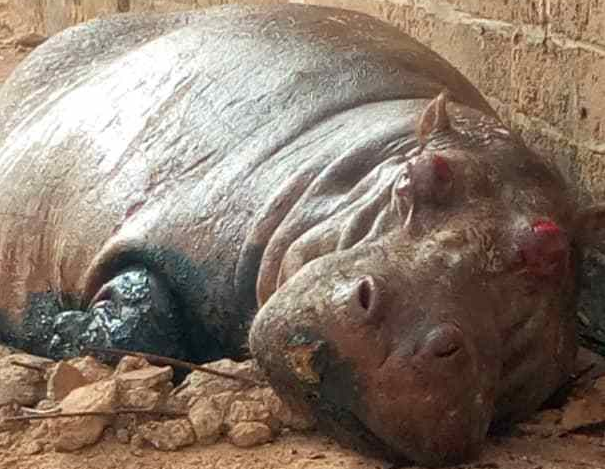 RDC/Lutte contre le Braconnage : 5 présumés auteurs de l’abattage d'un hippopotame aux arrêts
