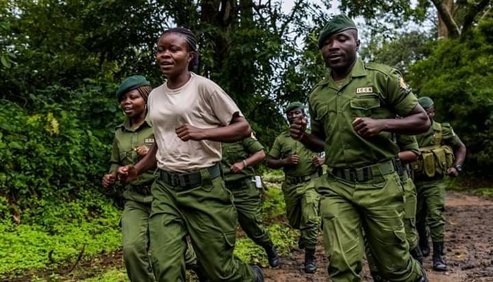 RDC: FARDC-écogardes attaqués par des FDLR au parc des Virunga