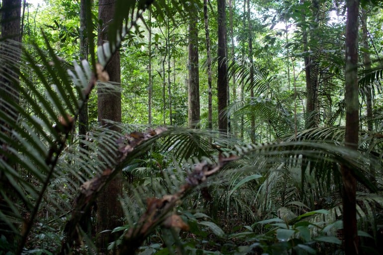 Congrès Forestier Mondial : "la RDC a perdu 490.000 hectares de forêt", Martin Fayulu