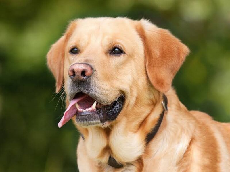 RDC : vers la proposition d'une loi interdisant la consommation de la viande du chien